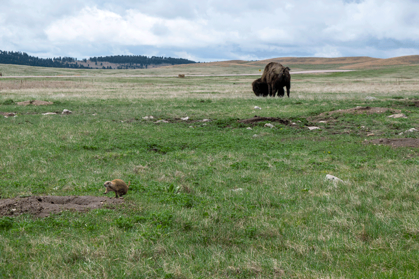 Prairie-Dog-Bison