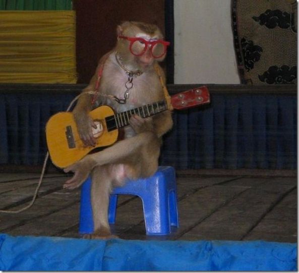 Look! It's a circus monkey with guitar! Top of the Google rankings, here I come...